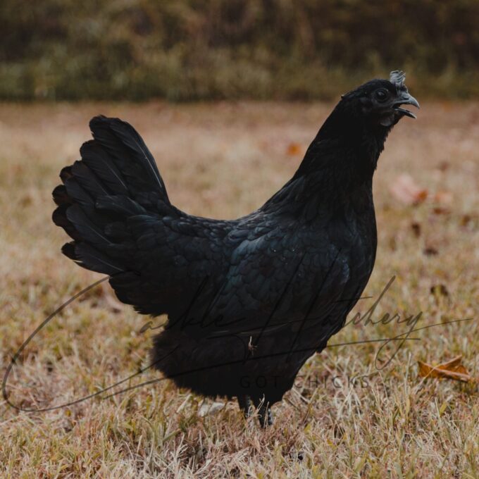Ayam Cemani