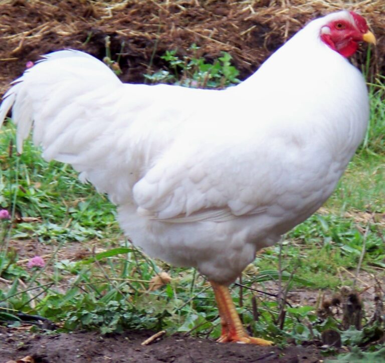 Chantecler